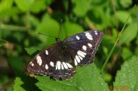 Limenitis reducta