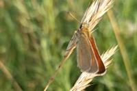 Thymelicus sylvestris