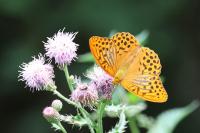 Argynnis paphia
