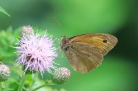 Maniola jurtina
