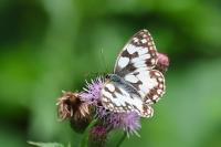 Melanargia galathea