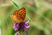 Fabriciana adippe