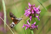 Macroglossum stellatarum