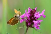 Ochlodes sylvanus