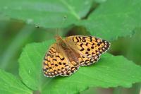 Speyeria aglaja
