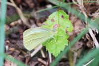 Pieris rapae