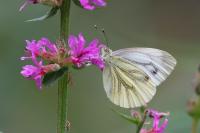 Pieris napi
