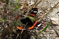 Vanessa atalanta