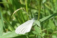 Leptidea sinapis