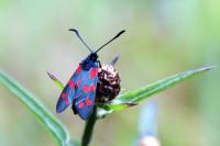 Zygaena filipendulae