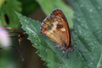 Pyronia tithonus