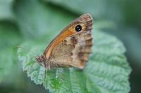 Pyronia tithonus