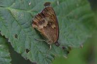 Pyronia tithonus