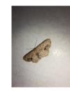 Idaea dimidiata