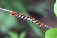 Lasiocampa quercus