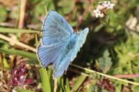 Lysandra bellargus