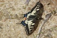 Papilio machaon
