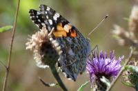 Vanessa cardui