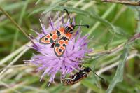 Zygaena fausta