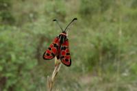 Zygaena fausta