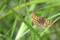 Carterocephalus palaemon