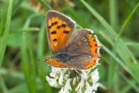 Lycaena phlaeas