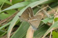 Lampides boeticus