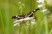 Araschnia levana