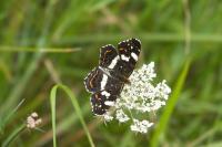 Araschnia levana