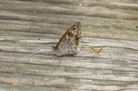 Lasiommata maera