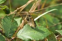 Lasiommata megera