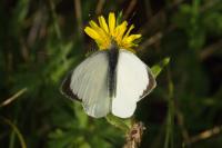 Pieris brassicae