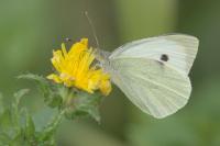 Pieris brassicae