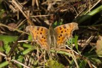 Polygonia c-album