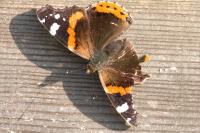 Vanessa atalanta