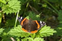 Vanessa atalanta