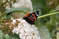 Vanessa atalanta