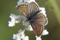Aricia agestis