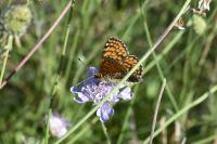 Melitaea cinxia