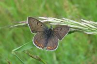 Lycaena tityrus