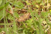 Ematurga atomaria