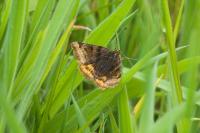 Euclidia glyphica