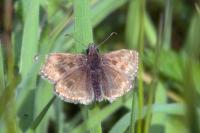 Erynnis tages