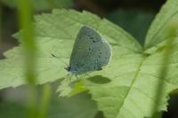 Celastrina argiolus