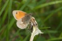 Coenonympha pamphilus