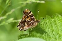 Araschnia levana