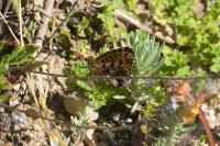 Boloria dia