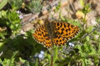 Boloria dia