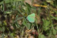 Callophrys rubi