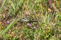 Iphiclides podalirius